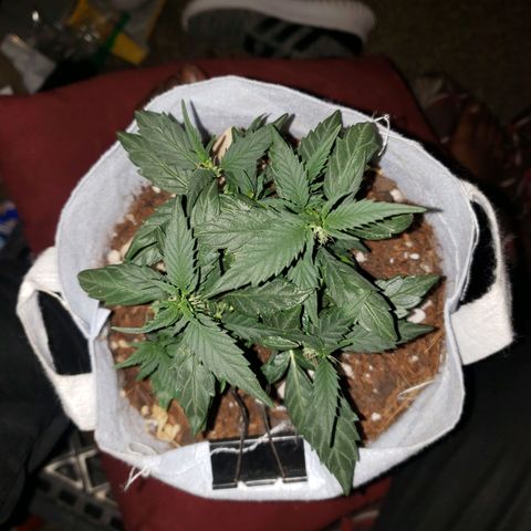 Northern Lights  growlog timeline photo