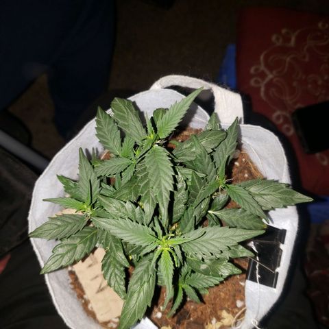 Northern Lights  growlog timeline photo