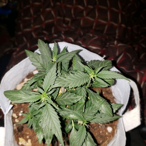 Northern Lights  growlog timeline photo