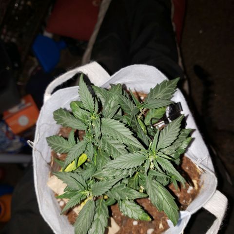 Northern Lights  growlog timeline photo