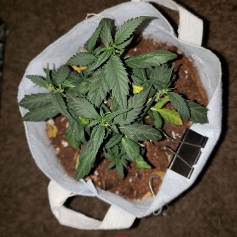 Northern Lights  growlog timeline photo