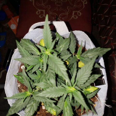 Northern Lights  growlog timeline photo