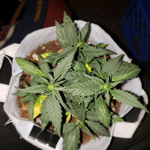 Northern Lights  growlog timeline photo