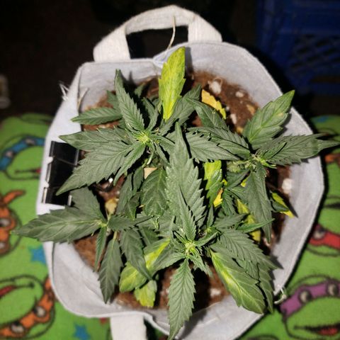 Northern Lights  growlog timeline photo