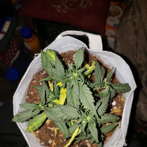Northern Lights  growlog timeline photo