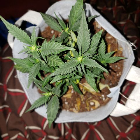 Northern Lights  growlog timeline photo