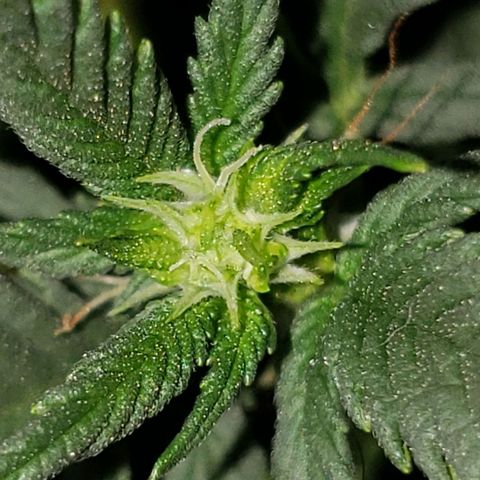 Northern Lights  growlog timeline photo