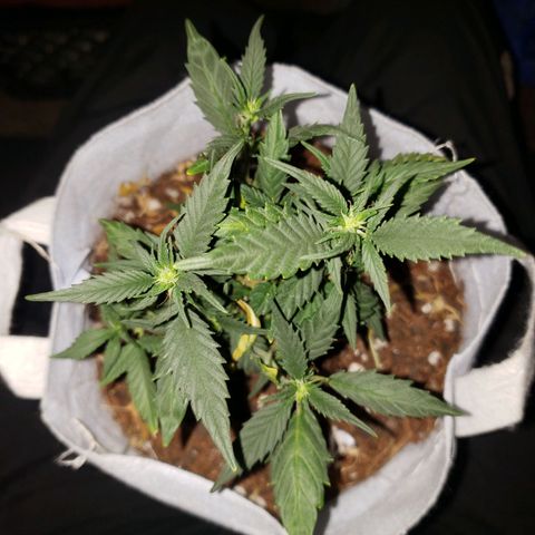 Northern Lights  growlog timeline photo