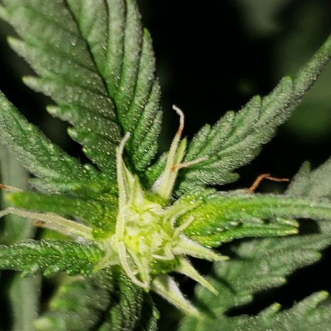 Northern Lights  growlog timeline photo