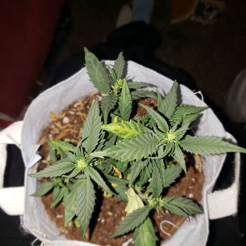 Northern Lights  growlog timeline photo