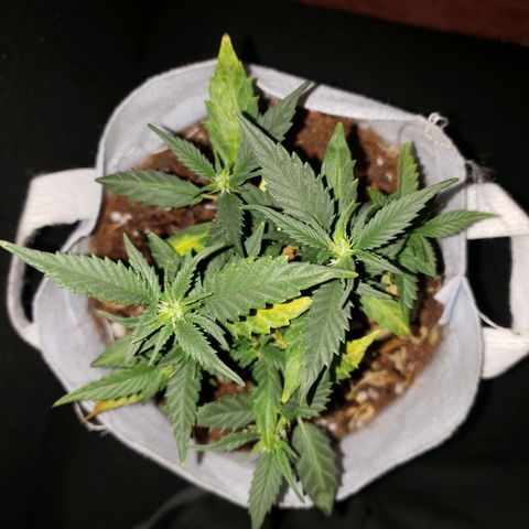 Northern Lights  growlog timeline photo
