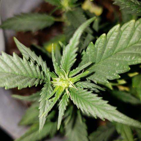 Northern Lights  growlog timeline photo