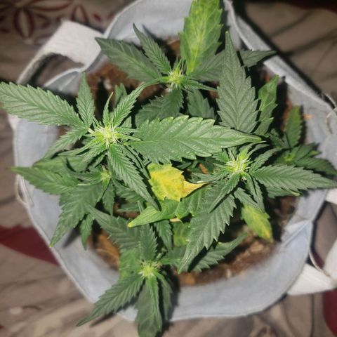 Northern Lights  growlog timeline photo