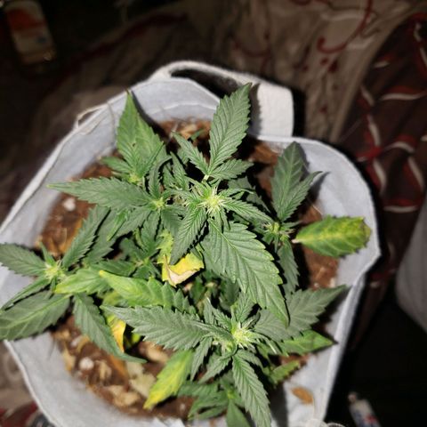 Northern Lights  growlog timeline photo