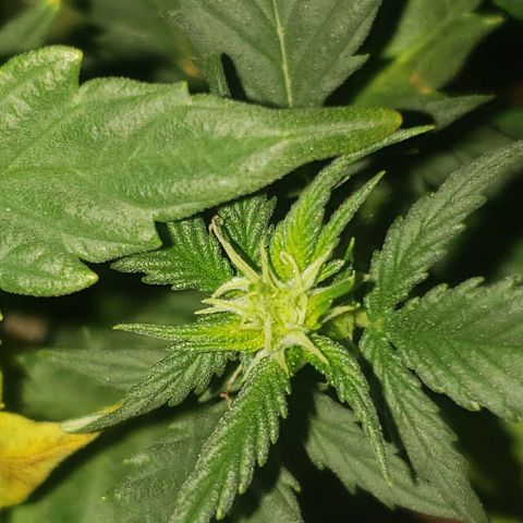 Northern Lights  growlog timeline photo