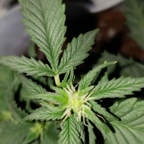 Northern Lights  growlog timeline photo