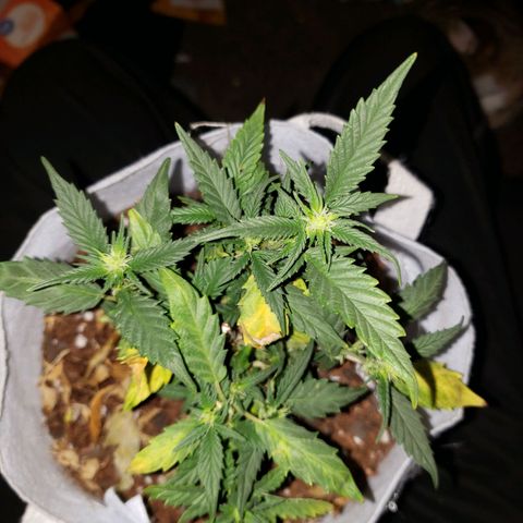 Northern Lights  growlog timeline photo