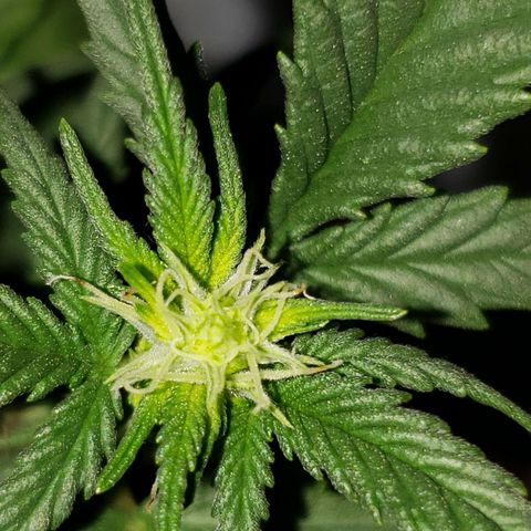 Northern Lights  growlog timeline photo