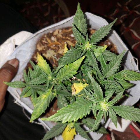 Northern Lights  growlog timeline photo