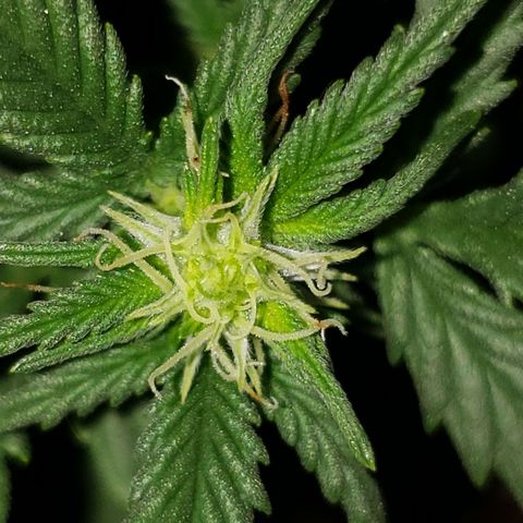 Northern Lights  growlog timeline photo