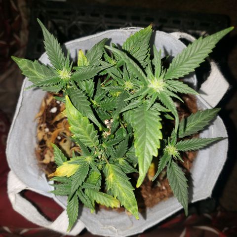 Northern Lights  growlog timeline photo