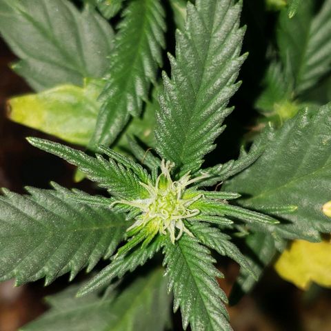 Northern Lights  growlog timeline photo