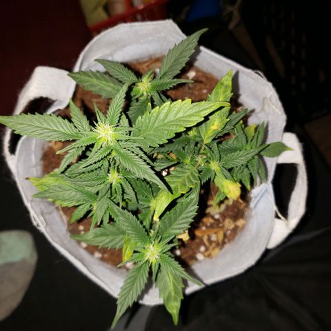 Northern Lights  growlog timeline photo
