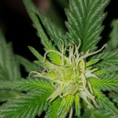 Northern Lights  growlog timeline photo