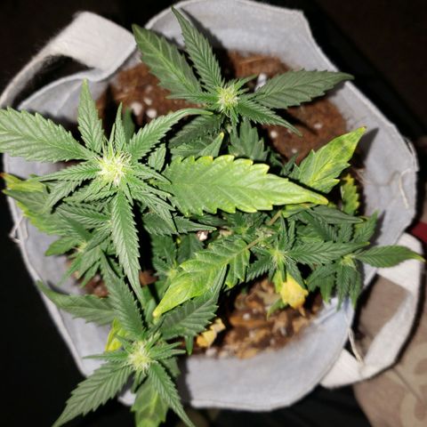 Northern Lights  growlog timeline photo