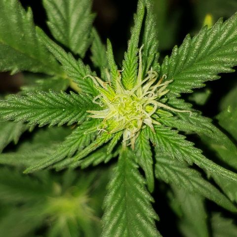 Northern Lights  growlog timeline photo
