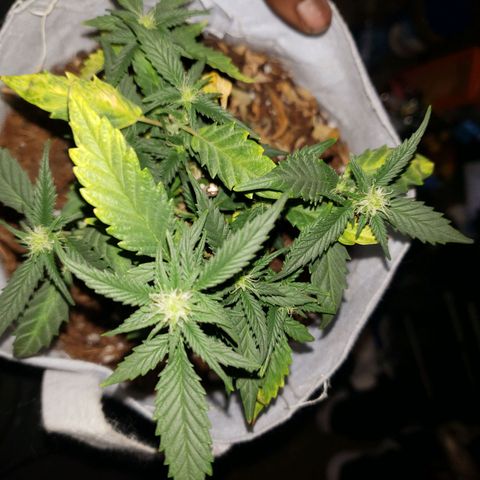 Northern Lights  growlog timeline photo