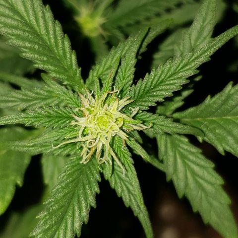 Northern Lights  growlog timeline photo