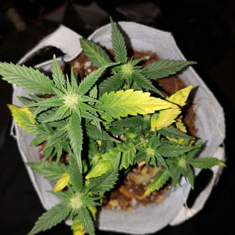Northern Lights  growlog timeline photo