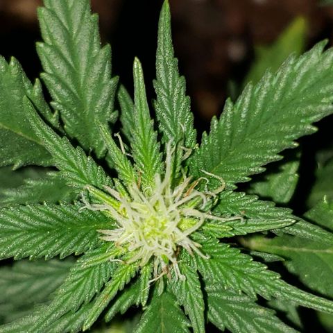 Northern Lights  growlog timeline photo