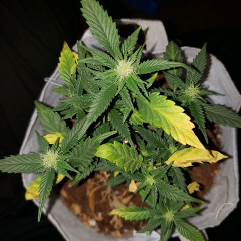 Northern Lights  growlog timeline photo