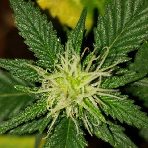 Northern Lights  growlog timeline photo