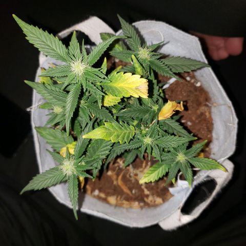 Northern Lights  growlog timeline photo