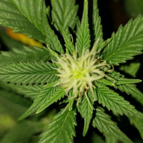 Northern Lights  growlog timeline photo