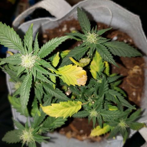 Northern Lights  growlog timeline photo