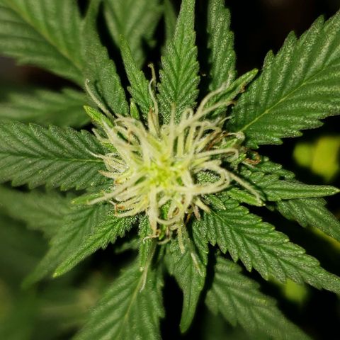 Northern Lights  growlog timeline photo