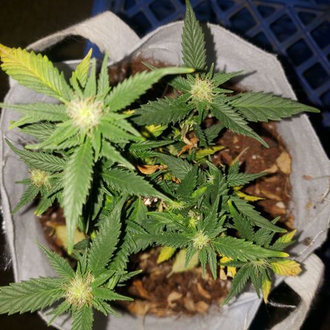 Northern Lights  growlog timeline photo
