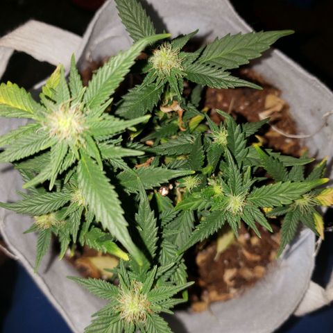 Northern Lights  growlog timeline photo