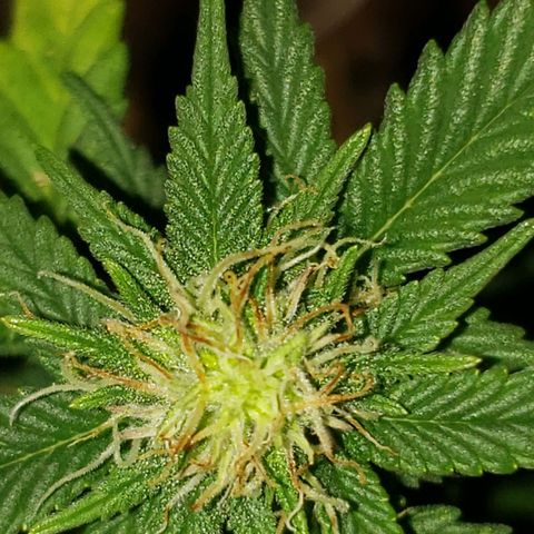 Northern Lights  growlog timeline photo