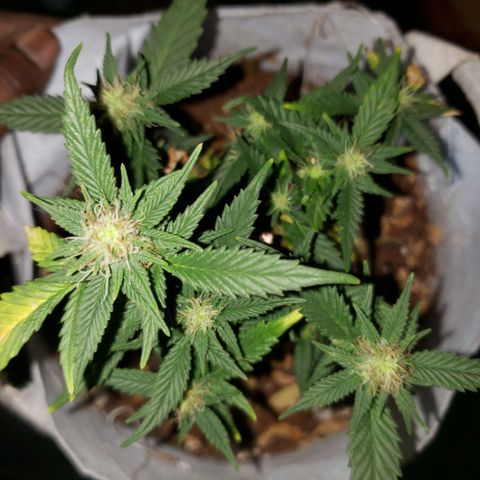 Northern Lights  growlog timeline photo
