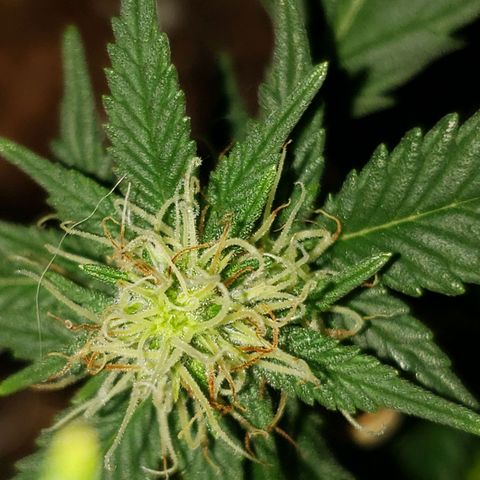 Northern Lights  growlog timeline photo