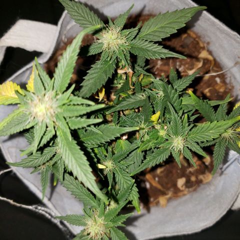 Northern Lights  growlog timeline photo