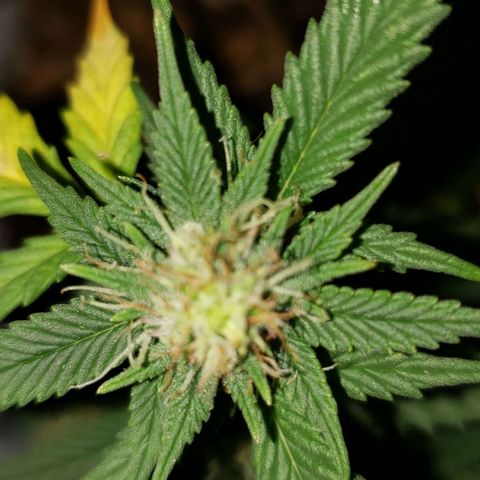 Northern Lights  growlog timeline photo