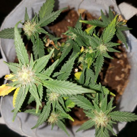 Northern Lights  growlog timeline photo