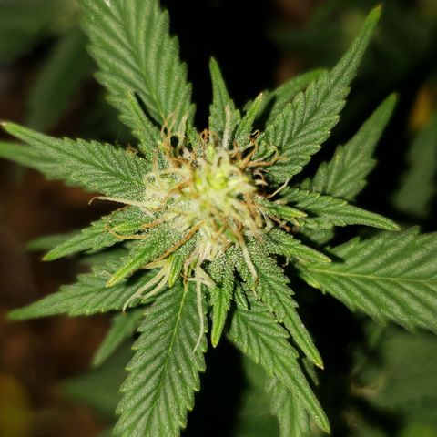 Northern Lights  growlog timeline photo