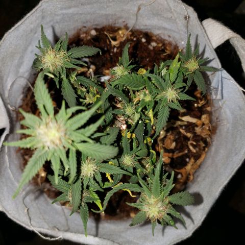 Northern Lights  growlog timeline photo
